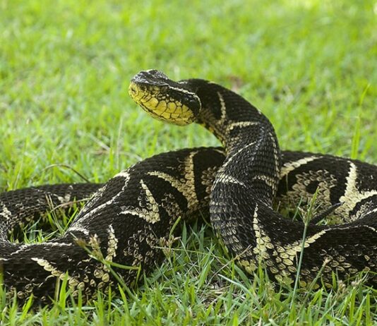 Cobra pica menina de 7 anos no quintal de casa em Blumenau; criança é levada ao hospital