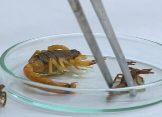 Medidas preventivas ajudam a controlar escorpiões e reduzir riscos à saúde em Itajaí