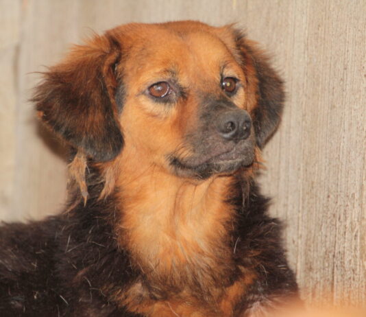 Feira de Adoção de Animais acontece neste fim de semana na sede do DABA em Navegantes