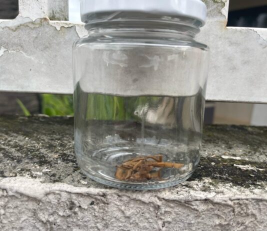 Escorpião no quarto de bebê alerta para surto em condomínio de Itajaí