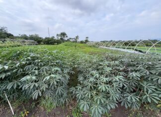 Itajaí dá início à safra do aipim da Terra Preta e reforça tradição agrícola local