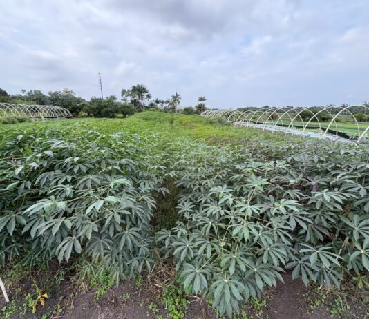 Itajaí dá início à safra do aipim da Terra Preta e reforça tradição agrícola local