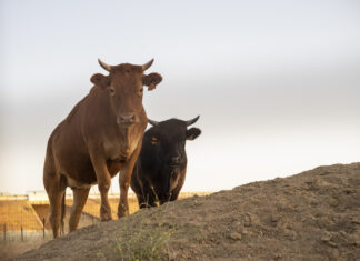 Farra do Boi em Navegantes termina com tumulto e ataques à polícia