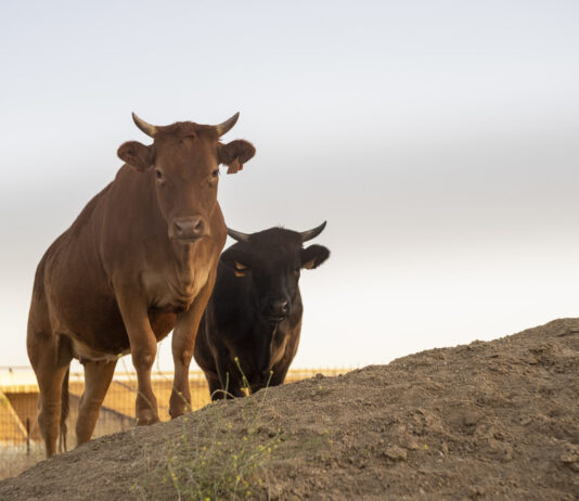 Farra do Boi em Navegantes termina com tumulto e ataques à polícia