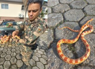 Após fuga, cobra de estimação é encontrada em garagem em Itajaí
