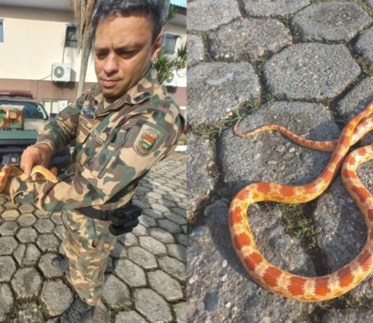Após fuga, cobra de estimação é encontrada em garagem em Itajaí