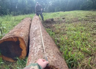 Polícia desmonta esquema que devastou 1.200 campos de futebol de Mata Atlântica em SC