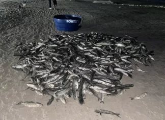 Balneário Camboriú registra maior lanço de tainhas da região com 1,7 mil peixes