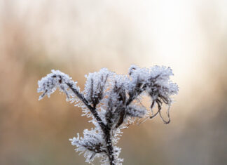 Frio extremo em SC: 47 municípios amanhecem com temperaturas abaixo de zero