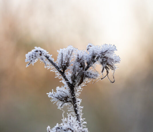Frio extremo em SC: 47 municípios amanhecem com temperaturas abaixo de zero