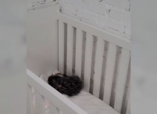 Visitante inusitado: gambá invade creche e tira cochilo em berço infantil