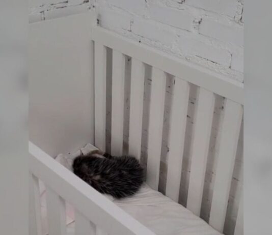 Visitante inusitado: gambá invade creche e tira cochilo em berço infantil