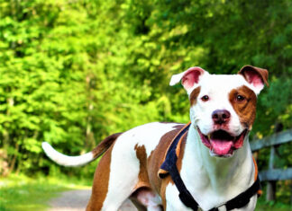 STF é acionado contra proibição de pit bulls em Santa Catarina