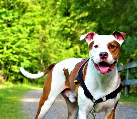 STF é acionado contra proibição de pit bulls em Santa Catarina