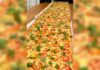 Balneário Camboriú faz história com pizza de 61 metros e distribuição gratuita