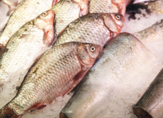 Santa Catarina contesta proposta nacional que pode afetar produção de tilápia, ostras e camarão