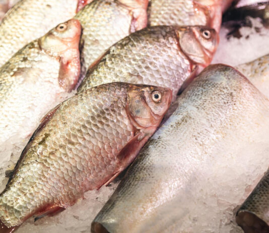 Santa Catarina contesta proposta nacional que pode afetar produção de tilápia, ostras e camarão