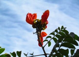 IMA lança campanha contra árvore exótica tóxica para abelhas em Santa Catarina