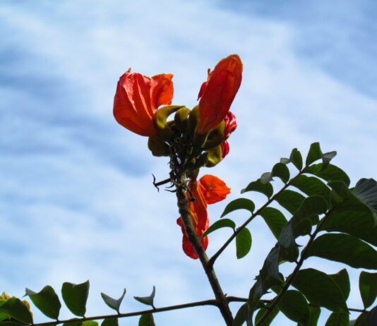 IMA lança campanha contra árvore exótica tóxica para abelhas em Santa Catarina