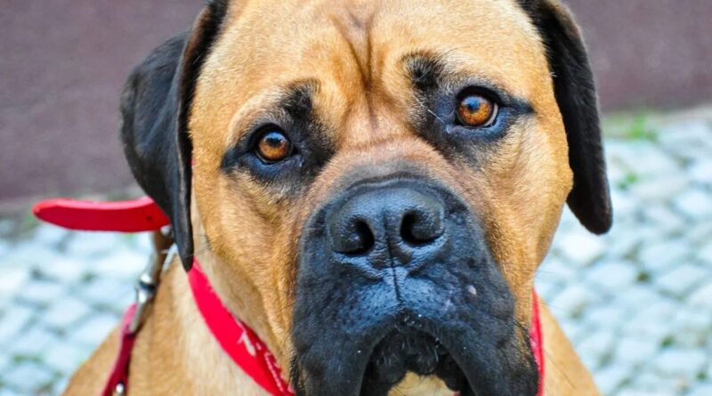 ‘Cara de culpado’ dos cachorros pode dizer mais sobre você do que sobre eles, indica estudo