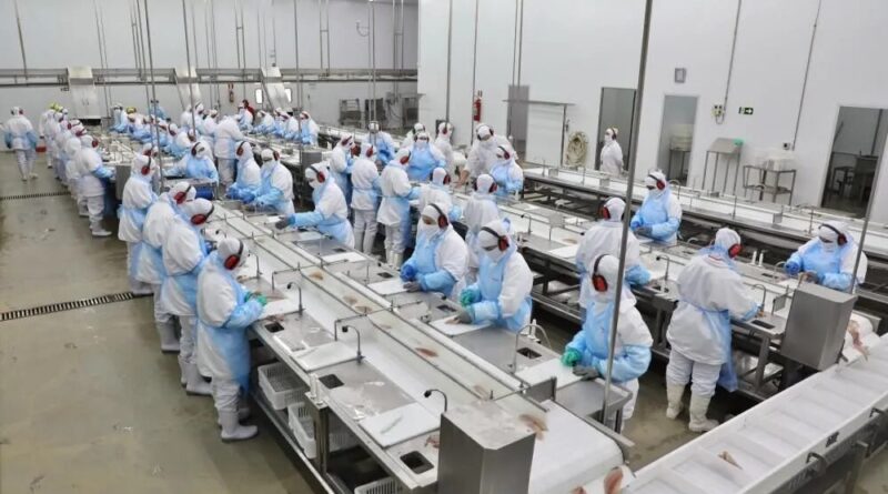 Copacol quer ampliar produção de tilápia para 300 mil por dia em 2027