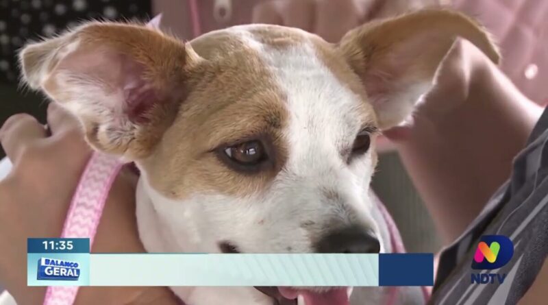 Giro regional: Bandeira Azul, vacinação animal e segurança em SC
