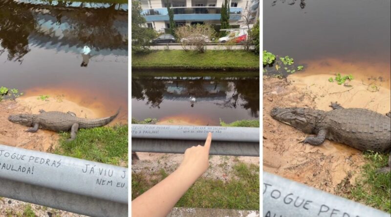 Moradora flagra animal que usa ‘giro da morte’ para despedaçar as presas descansando à beira de córrego em bairro famosinho de Florianópolis