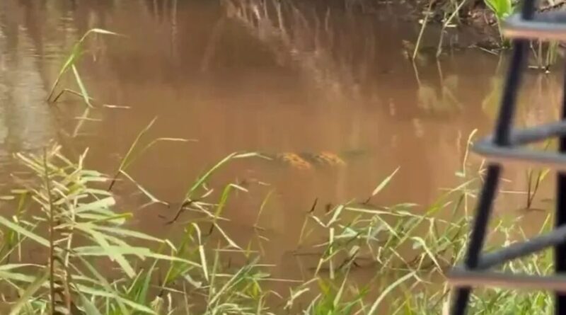 Vídeo: sucuri-amarela é flagrada enrolando corpo em jacaré dentro de lago no Pantanal de Mato Grosso do Sul